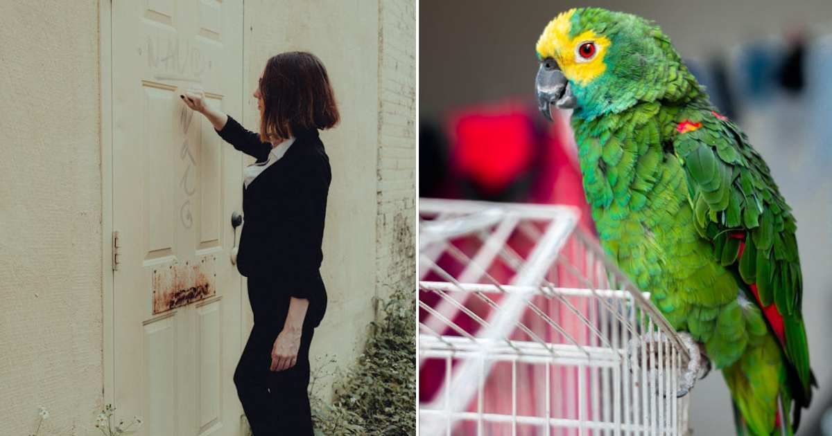 (L) Woman knocking on a door. (R) Parrot perched on top of a cage. Representative Cover Image Source: Pexels | Connor McManus; André Lisatchok