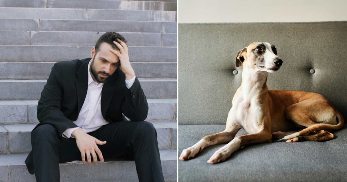(L) Man holding head in hand and pondering profoundly. (Representative Cover Image Source: Unsplash| Vitaly Gariev), (R) Greyhound relaxed on sofa. (Representative Cover Image Source: Unsplash|Marius Cern)