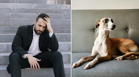 Grieving owner writes a letter to late dog — uncovers quite truth on pet grief