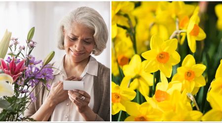 Husband’s daffodil bouquet for his wife was delivered after he passed away — so she honored him in a special way