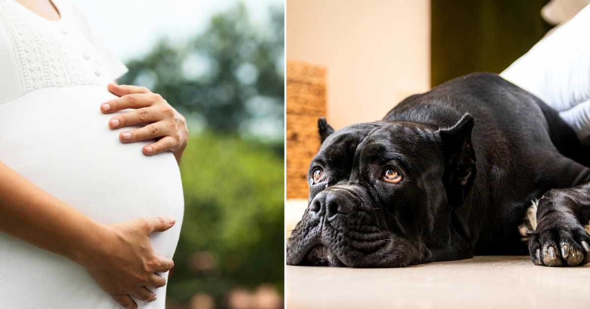 (L) An image of a pregnant woman touching her belly. Representative Image Source:  Getty Images | ImagesBazaar (R) An image of a Cane Corso dog resting. Representative Image Source:  Getty Images | Kristyna Davidova