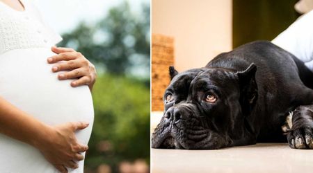 Pregnant woman had no one around to help when her water broke — her dog stepped up in a way she never expected