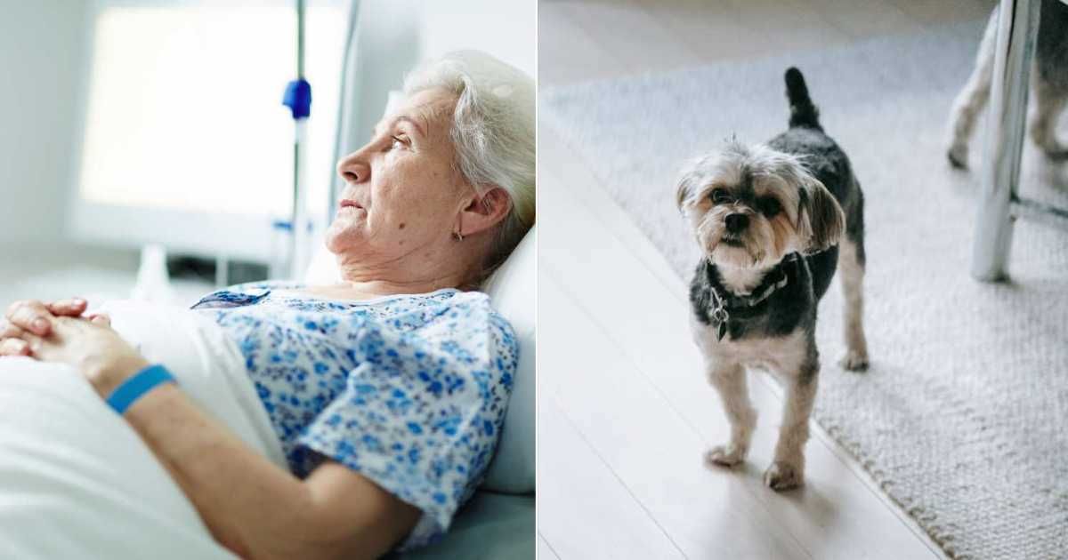 (L) Old woman lying on a hospital bed. (R) Dog looking up at someone. Representative Cover Image Source: Getty Images | shironosov
; Pexels | Sarah Chai