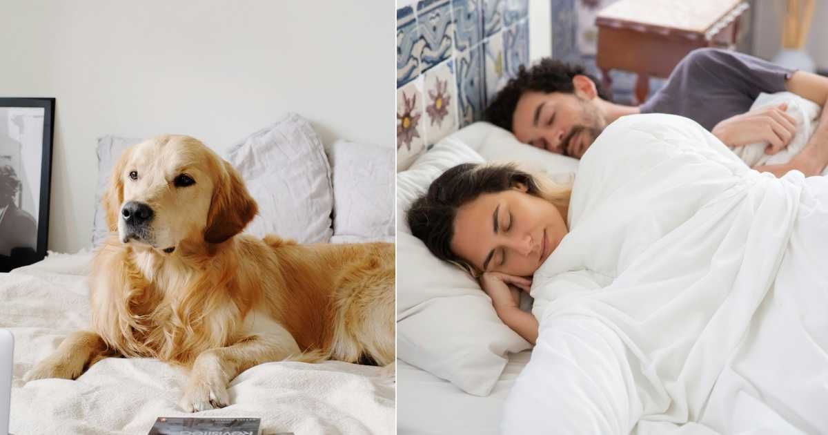 (L) Alert dog sitting up in bed and looking around. (R) Couple fast asleep beside each other. (Representative Cover Image Source: Pexels | (L) ready made, (R) Kampus Production)