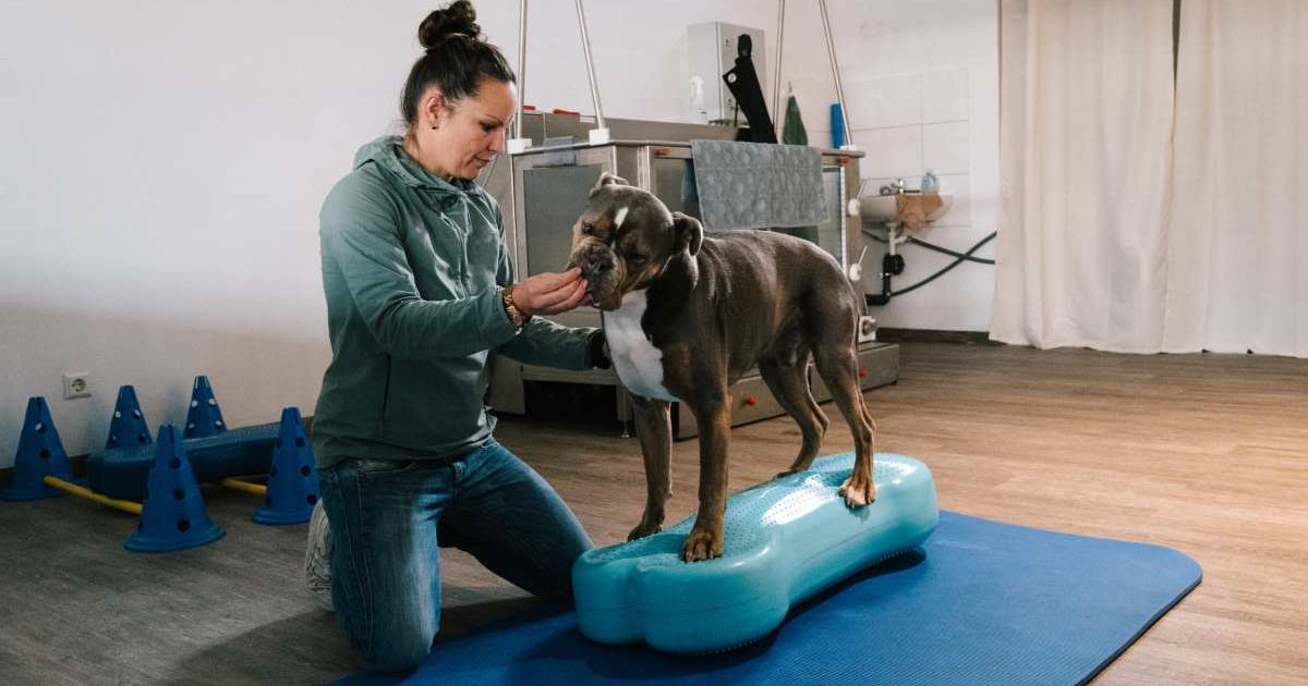 Vet checking on a dog at an animal training centre. Representative Cover Image Source: Getty Images | Fotografixx