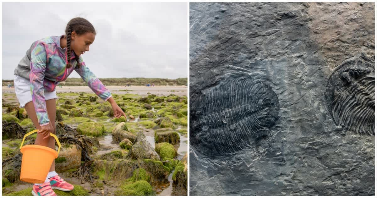 (L ) A teenager pointing at a rock ; (R) A fossil rock (Representative Cover Source: Getty Images | Photo by (L) SolStock ; (R) zhihao)