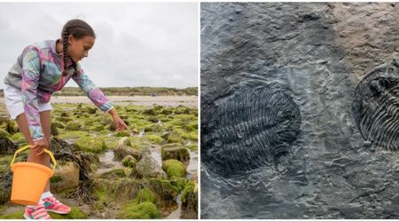 Family on fishing trip paused when 13-yr-old spotted odd-looking rock—closer inspection led to a 32-million-yr-old discovery
