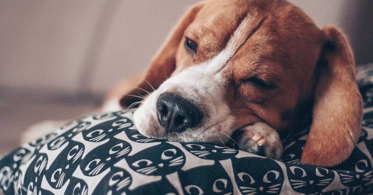 Dog sleeping on a pillow. Representative Cover Image Source: Pexels | Dina Nasyrova