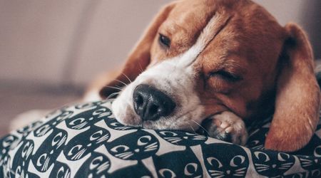 Senior dog who spent life on streets never knew comfort — 12 years later, what she did with her first toy left her owners in tears