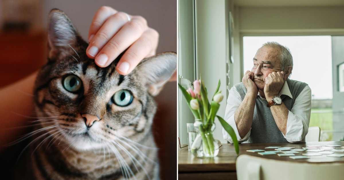 (L)  Woman's hand stroking cat head. Representative Cover Image Source: Getty Images | Ana Rocio Garcia Franco (R) A sad senior man looking through a window. Representative Cover Image Source: Getty Images | Westend61