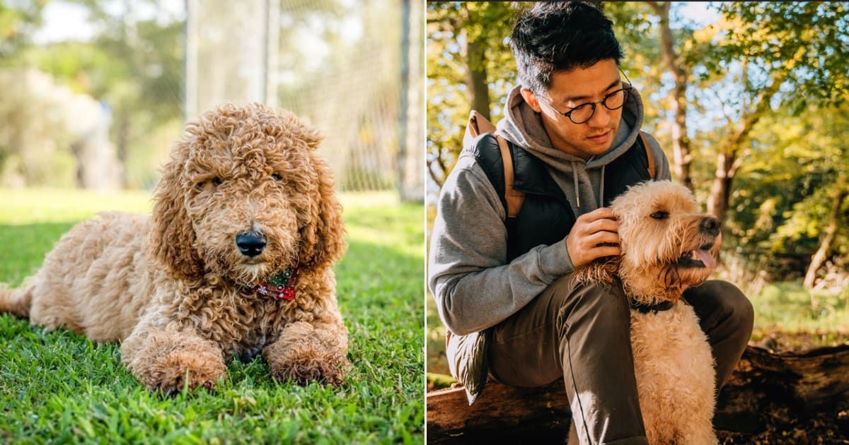 (L) A golden doodle in an outdoor space.  Representative Cover Image Source: Pexels | Connor McManus; (R) Man stroking his Goldendoodle dog. Representative Cover Image Source: Getty | Oscar Wong;
