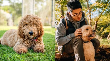 Ring cam caught dog being dumped before desperately trying to get back in car — neighborhood man saw the video and stepped in