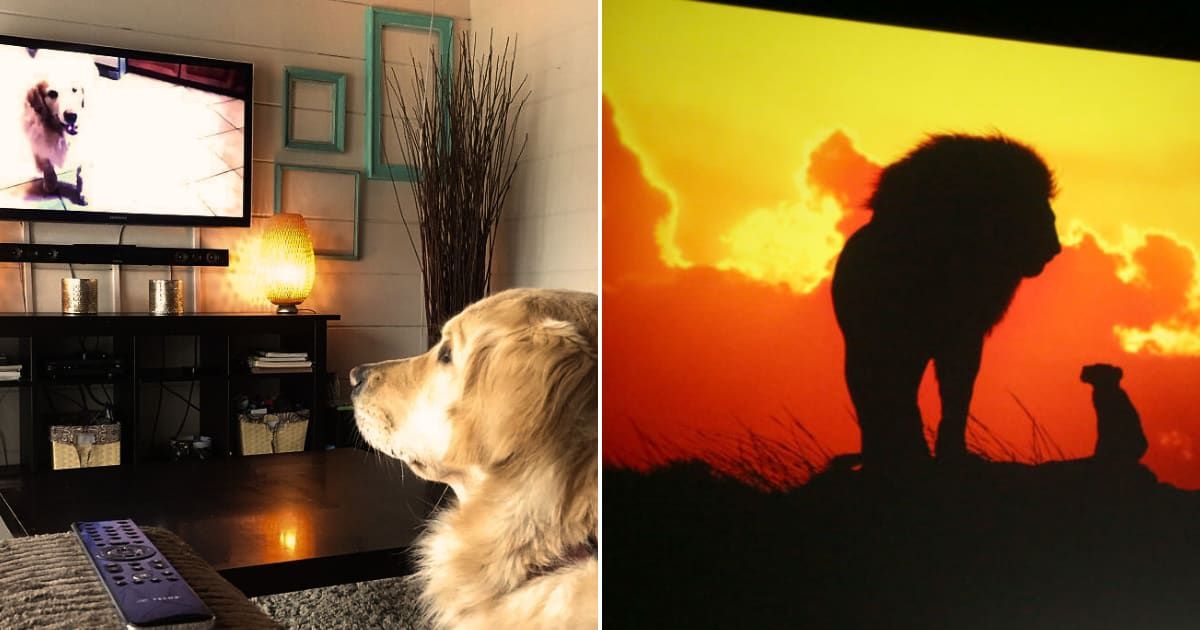(L)  A dog watching TV. Representative Cover Image Source: Getty Images | Rebekah Logan / Contributor (R)  An image of the film The Lion King from an event at CinemaCon. Representative Cover Image Source: Getty Images | Gabe Ginsberg / Contributor