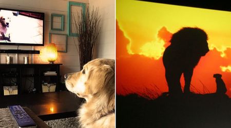 Parent filmed dogs watching 'The Lion King' — their response as hyenas chase baby Simba is melting hearts online