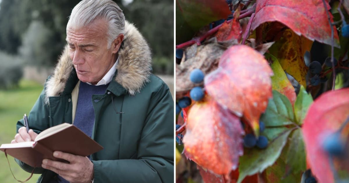 (L) Old man at a park. (R) A tree with red and green leaves. Representative Cover Image Source: Pexels | Andrea Piacquadio; Shadi Abghari