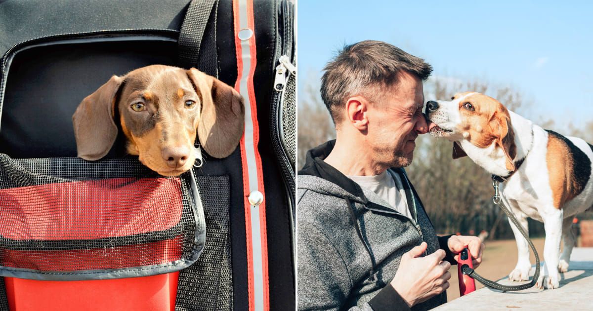 (L)  A person carrying a dog in a backpack.     Representative Cover Image Source: Getty Images |  Blanchi Costela (R)  A beagle dog licking a man. Representative Cover Image Source: Getty Images | Boris Zhitkov