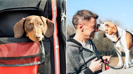 Man started carrying dogs in his backpack on the subway regularly. His simple idea changed shelter dogs’ lives