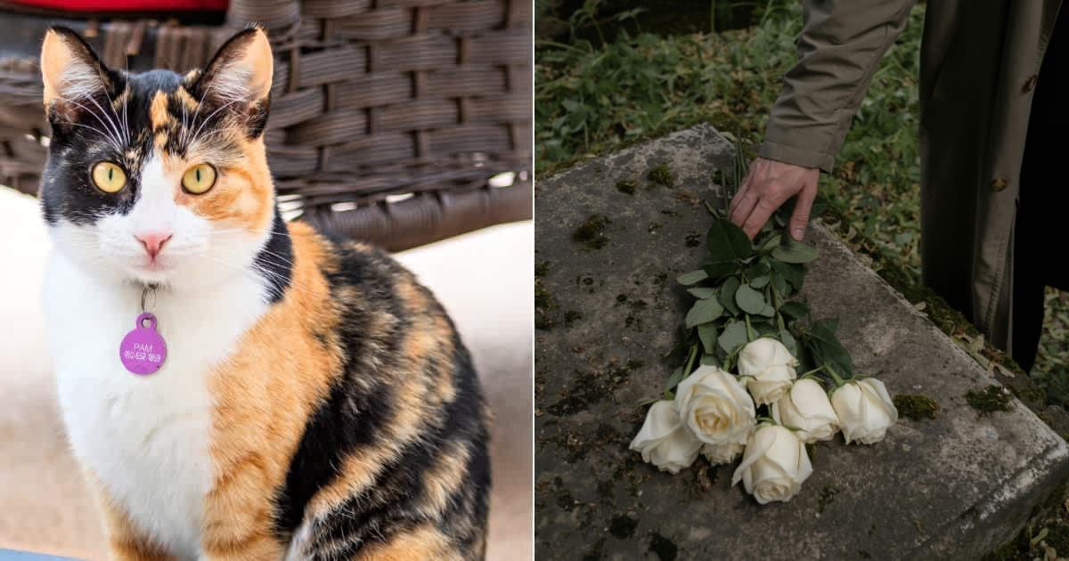 (L) A calico cat sitting. Representative Cover Image Source: Getty Images | Theresa Donahue McManus (R) A man leaving flowers for the deceased.  Representative Cover Image Source: Pexels | cottonbro studios