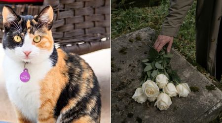 The train station’s beloved 'stationmaster' was a calico cat. Her funeral turnout left the town in disbelief