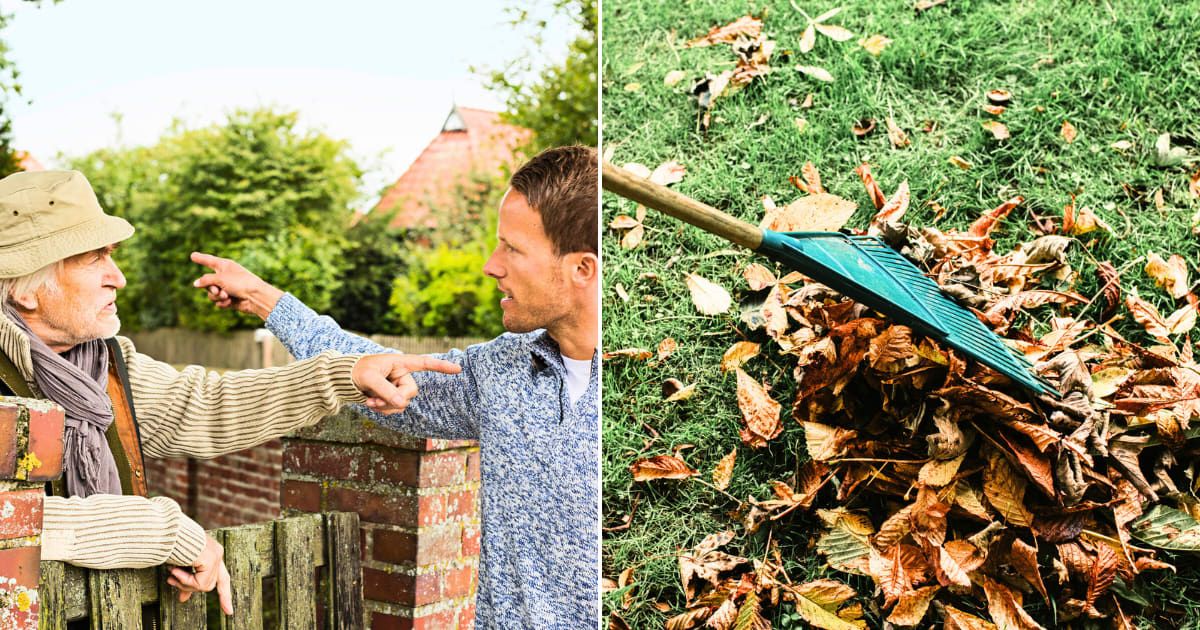 (L) Senior man and middle aged man arguing. Representative Cover Image Source: Getty Images | Nils Hendrik Mueller (R) A rake being pulled through a pile of autumn fallen leaves on grass. Representative Cover Image Source: Getty Images | Catherine Falls C