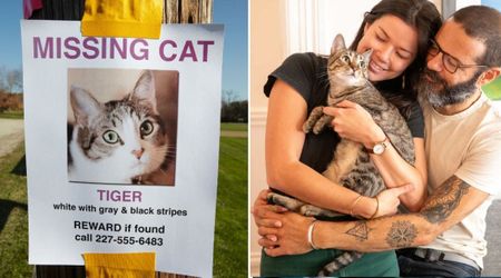 Family lost their cat in 2019 and gave up hope. Six years later, a shelter’s phone call delivered a 'Christmas miracle'