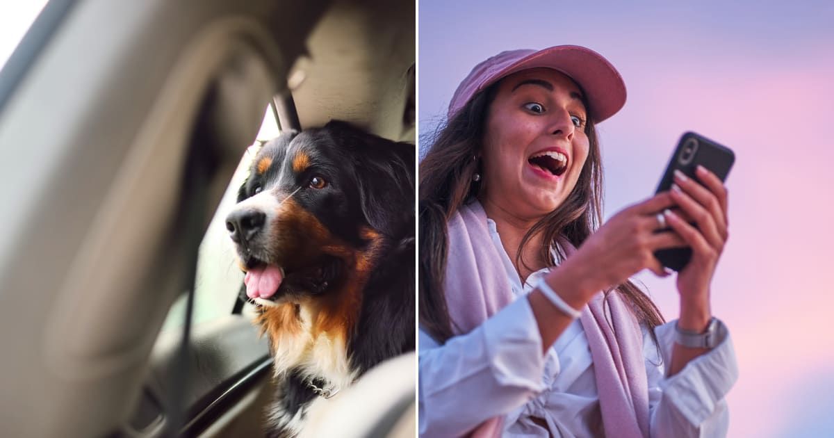 (L) A dog in the car. Representative Cover Image Source: Getty Images | SbytovaMN (R) Excited and happy woman looking at smartphone. Representative Cover Image Source: Getty Images | Daniel Lozano Gonzalez