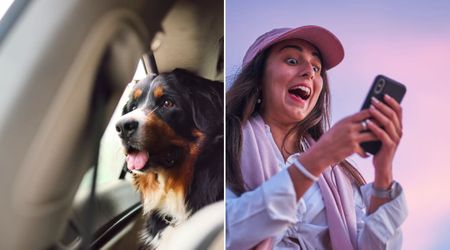 Woman panicked after spotting dog 'trapped' and panting inside a Tesla— until she noticed a message on the touchscreen