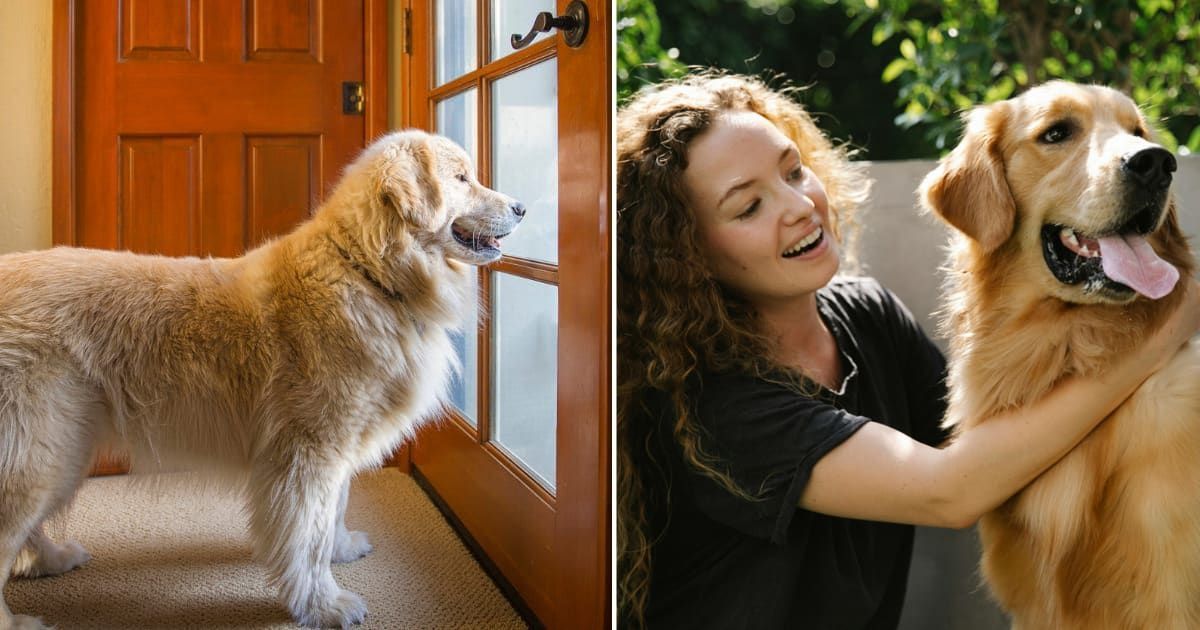 (L) A waiting at the door to outside; (R) Woman petting her dog (Representative Cover image source: (L) Getty | Barbara Brady-Smith; (R) Pexels | Blue Bird)
