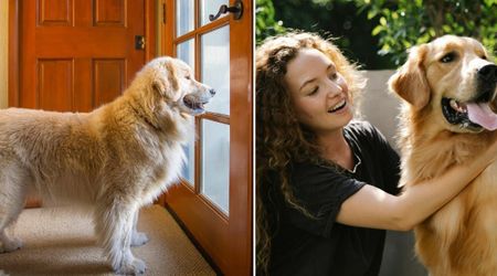 She thought her dog rang the doorbell more than usual to play outside – his gesture moved her when she noticed who was waiting by the door
