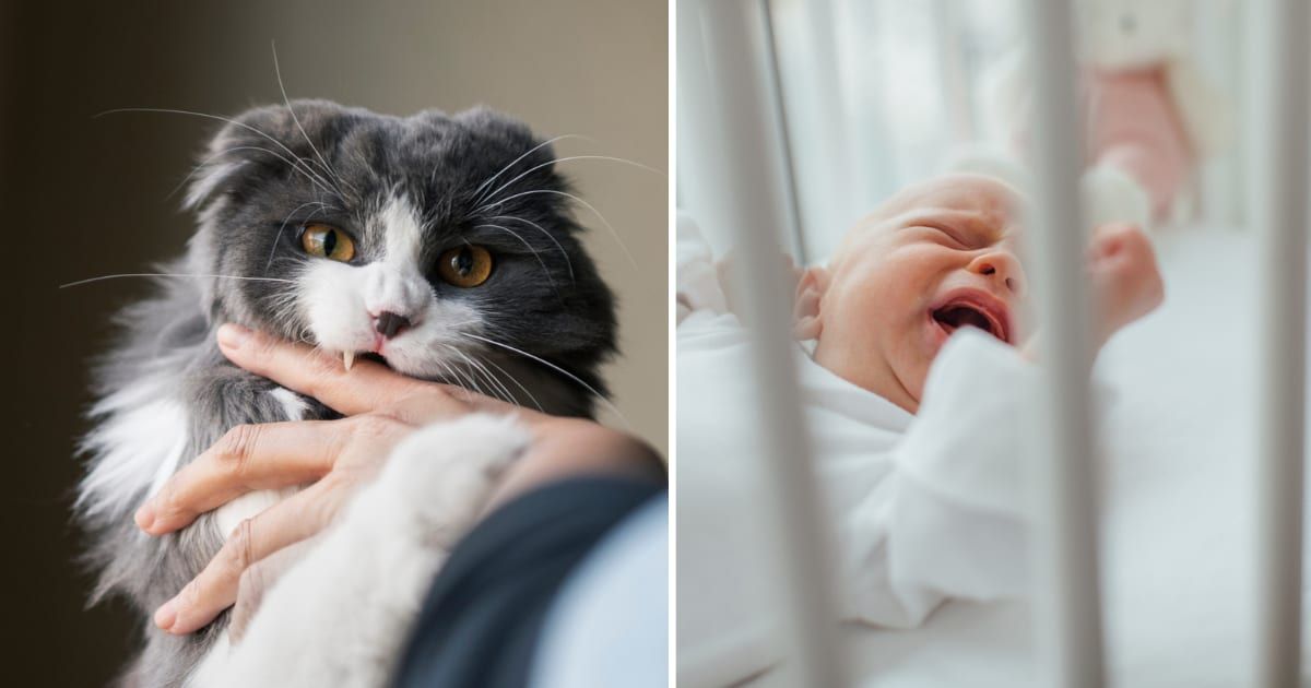 (L) A cat biting its owner; (R) Baby crying in the crib (Cover image source: Getty | Photo by (L)Johner Images; (R) Katie Rollings)
