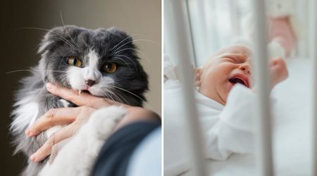 Cat banned from baby’s nursery kept nudging and biting the grandmother — until it led her to a chilling discovery in the crib