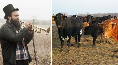 Musician played his trumpet near a farm to test the Internet theory that 'cows love jazz' — the outcome left him stunned