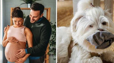 Couple who lost their baby at 9 months introduced her to their dog through her beanie — and the pet brought her favorite squeaky toy