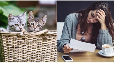 Philadelphia cat café found two kittens abandoned with a handwritten note — the owner’s confession hit the staff hard