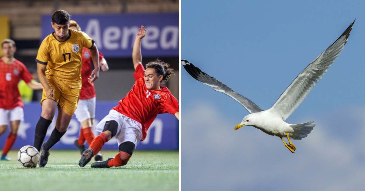 (L) Soccer match. (R) Seagull flying. (Representative Cover Image Source: Getty Images | (L) Lighthouse films, (R) Javier Fernandez Sanchez)