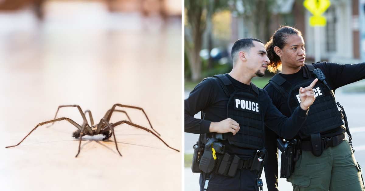 (L) Spider in house. (R) Two cops looking for suspect. (Representative Cover Image Source: Getty Images | (L) CBCK Christine, (R) kali9)