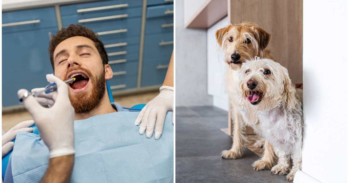 (L ) A man under anesthesia in a dental clinic ; (R) Two dogs inside a house (Representative Cover Image Source: Getty Images | Photo by (L) Luis Alvarez ; (R) Halfpoint Images)