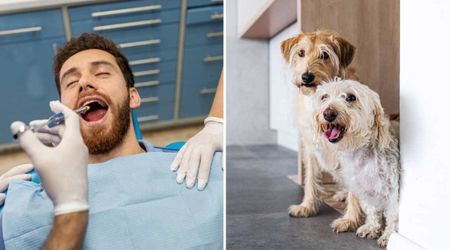 Man under anesthesia after wisdom teeth surgery sees his dogs and panics — the reason left his family in hysterics