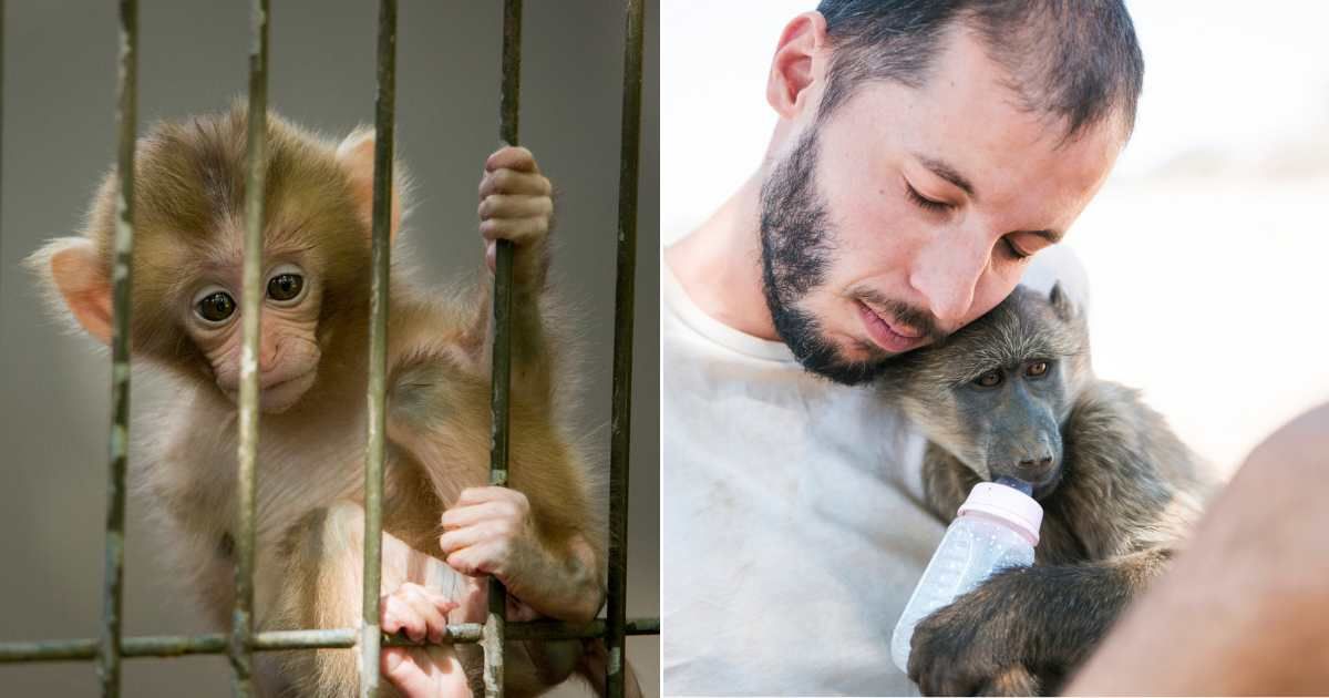 A baby monkey clinging to iron railings (L), A man hugging a baby monkey and feeding it milk (R) (Representative Cover Image Source: Getty Images | Photo by Rando Qstick and Westend61)