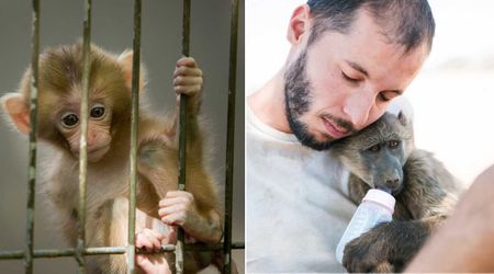 Bullied monkey wasn’t allowed into the zoo’s only shaded spot as rain poured — then a zookeeper broke a rule and melted hearts