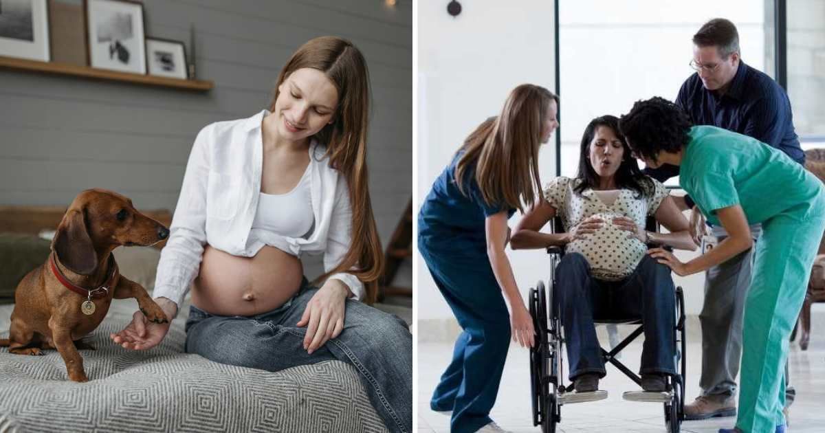 (L) Pregnant woman interacting with dog. (R) Woman in labor being taking to hospital. (Representative Cover Image Source: L - Pexels| Pavel Danilyuk, R - Getty Images Rubberball Productions)
