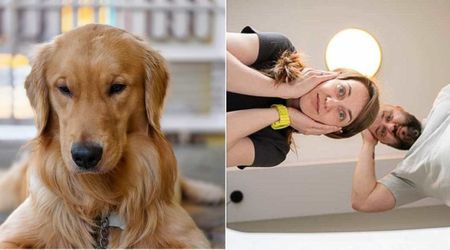 Australian family panicked when their dog kept alerting to something inside a switchboard — what was inside caught them off guard