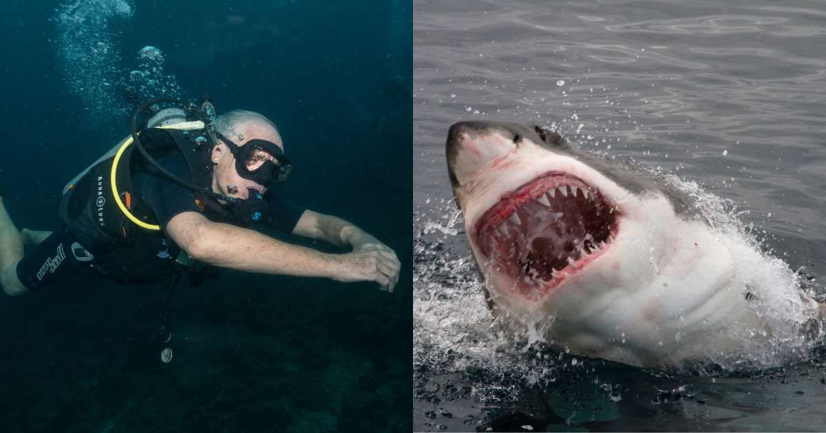 (L) A man diving in the sea; (R) An shark approaching to attack  (Representative Cover Image Source: Getty | Photo by (L) Placebo365; (R) Peter_Nile)