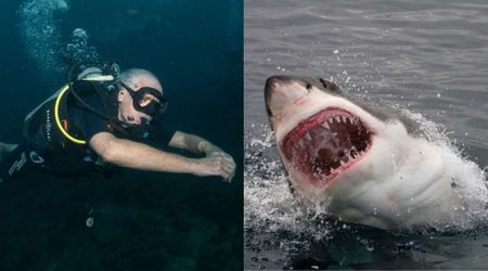 69-year-old diver was looking for lobsters underwater when he felt a sudden pull and saw his foot in a shark’s mouth — and all hell broke loose