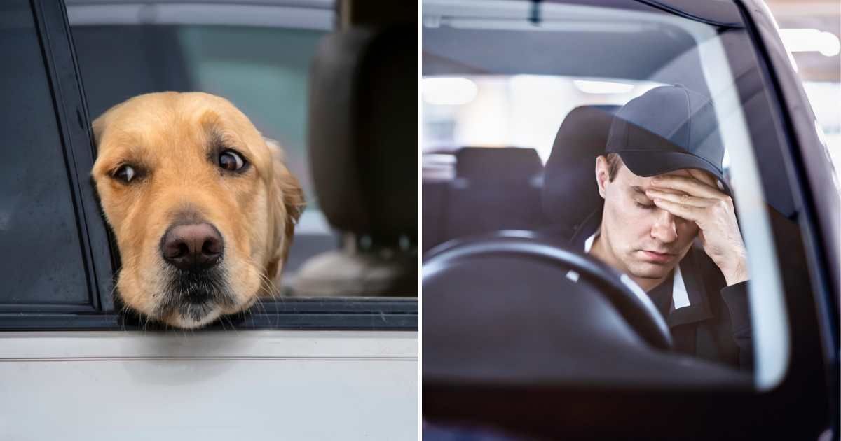 A dog sadly staring outside from the car window (L). A man in the driving seat, looking visibly upset (R). (Representative Cover Image Source: Getty Images | Photo by Susan Vineyard and Tero Vesalainen)