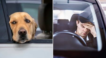 His rescue dog cried every time he got in the car — what he realized on the way to the vet broke his heart