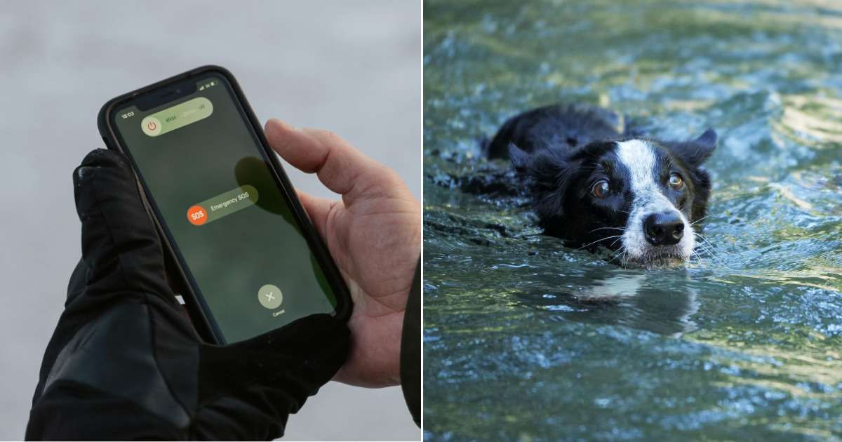 (L) A SOS notification displaying on an iPhone. (R) A dog struggling in flood water (Representative Cover Source: Pexels | (L) Tima Miroshnichenko; (R) Eijiro Tsuruta)