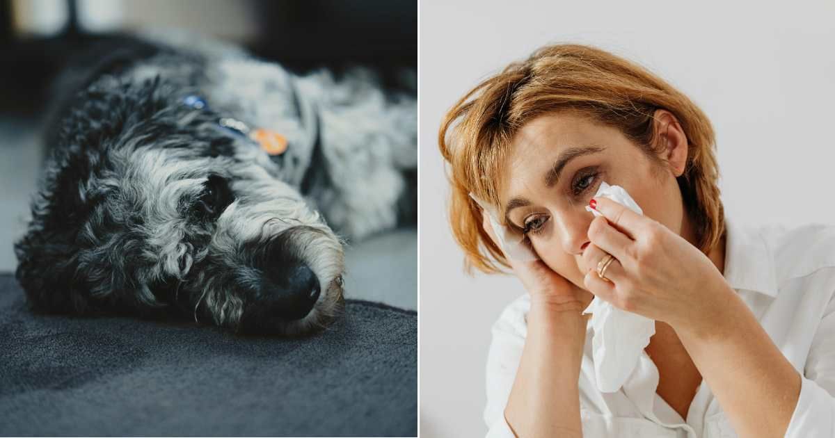 (L) A dog lying on the floor (R) A woman wiping tears from a tissue (Representative Cover Source: Pexels | (L) Peter Platou; (R) www.kaboompics.com)