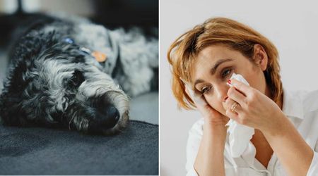 Woman canceled her Chewy subscription after her dog passed away — then an unexpected delivery left her sobbing