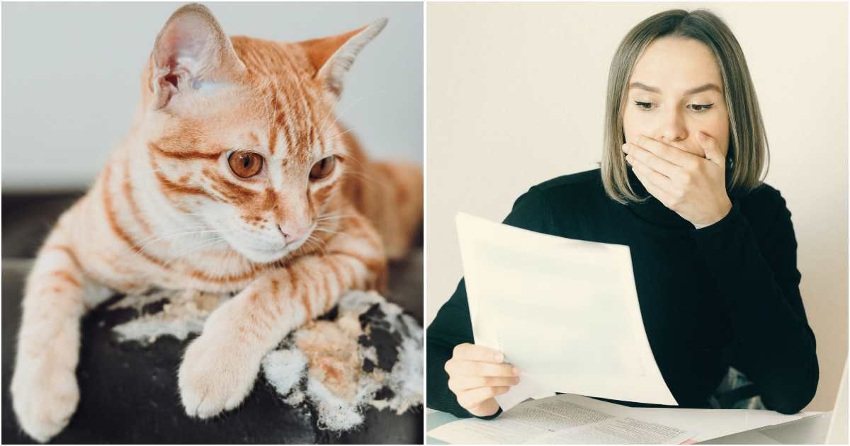 (L) Cat scratching a couch. (R) The woman looks shocked while reading the letter. (Representative Cover Image Source: Pexels| L - SAULO LEITE, R - Nataliya Voitkevich )